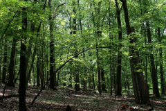 <strong>Deciduous Forest</strong><br />Valley Forge National Historic Park, PA<div class="galCredit">Image Credit: Seth Lerman (NPS)</div>