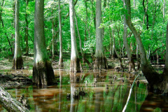 <strong>Freshwater Swamps</strong><br />Pocomoke River Watershed, MD<div class="galCredit">Image Credit: Dan Murphy (USFWS)</div>