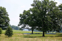 <strong>Cultural Landscape</strong><br />Valley Forge National Historic Park, PA<div class="galCredit">Image Credit: Seth Lerman (NPS)</div>