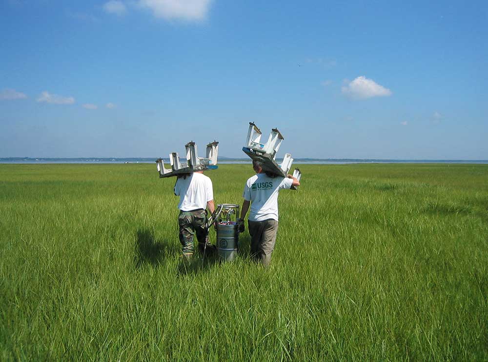 USGS scientists lugging gear in Fire Island marsh. Photo credit: C. Roman (National Park Service)