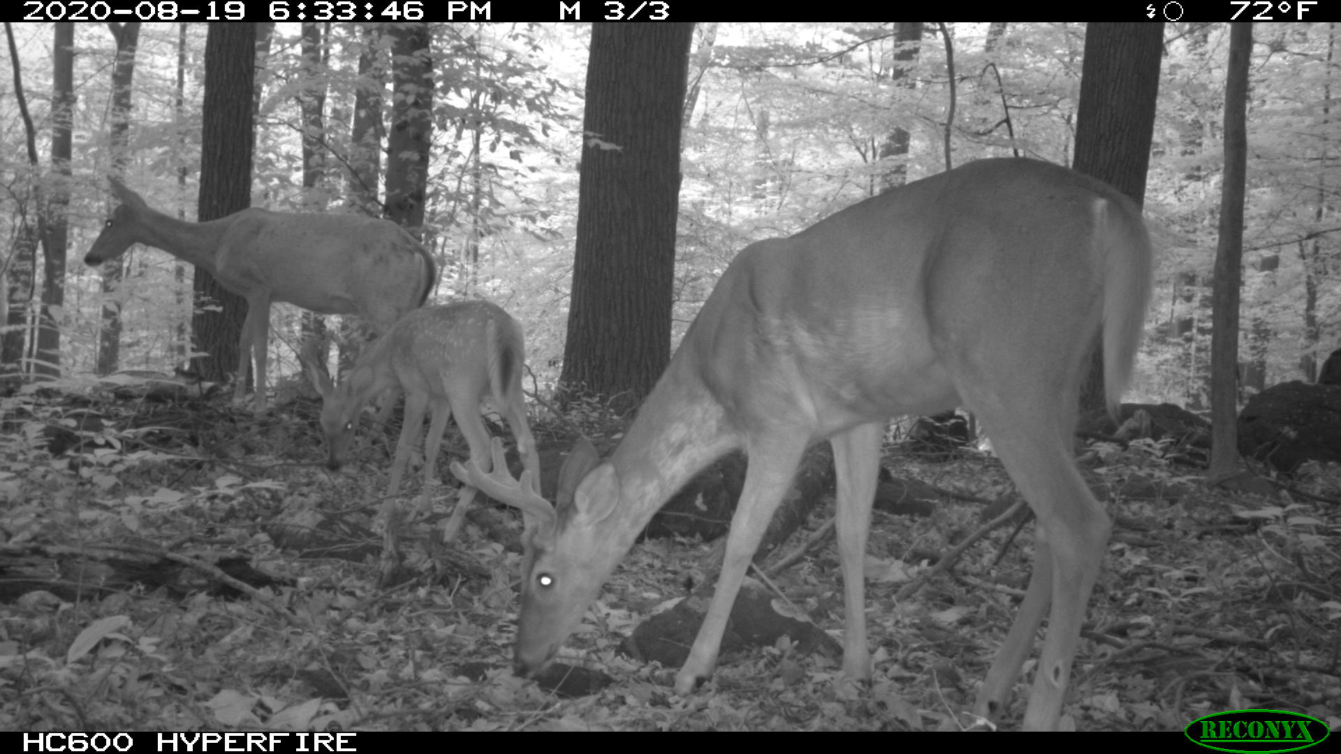 A black and white photograph of three deer in the woods at dusk, captured with an infrared camera.